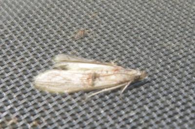 <i>Nephopterix angustella</i>