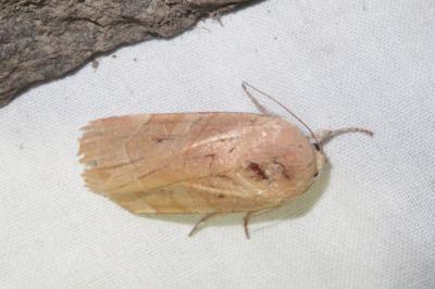 <i>Noctua fimbriata</i>