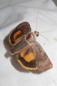 <i>Noctua janthe</i>
