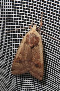 <i>Noctua pronuba</i>