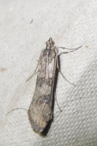 <i>Nomophila noctuella</i>