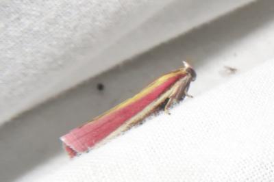 <i>Oncocera semirubella</i>