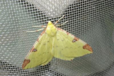 <i>Opisthograptis luteolata</i>