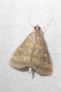 <i>Ostrinia nubilalis/scapulalis</i>