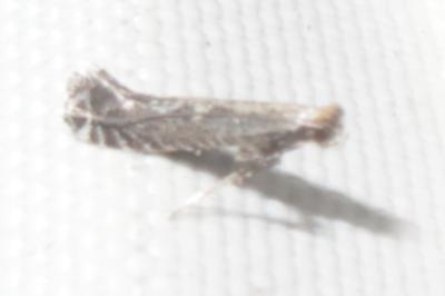 <i>Parornix</i>