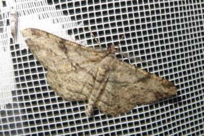 <i>Peribatodes rhomboidaria</i>