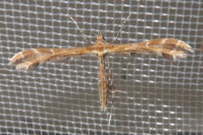 <i>Oxyptilus</i>
