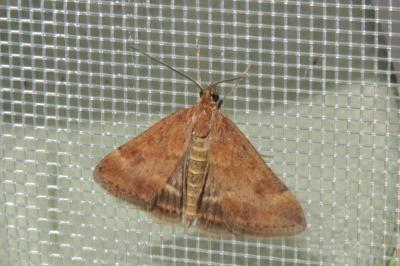 <i>Pyrausta despicata</i>