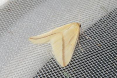 <i>Rhodometra sacraria</i>