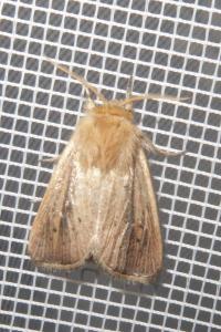 <i>Sesamia nonagrioides</i>