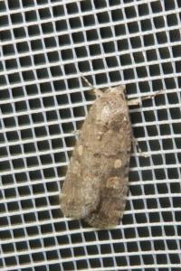 <i>Spodoptera exigua</i>