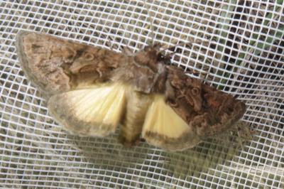 <i>Thalpophila matura</i>