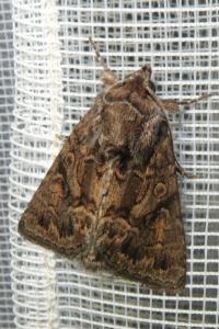 <i>Thalpophila matura</i>