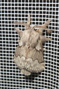 <i>Trichiura crataegi</i>