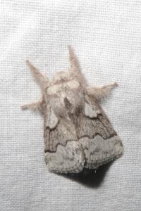 <i>Trichiura crataegi</i>