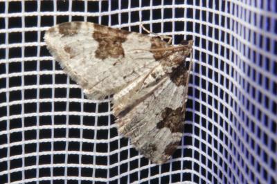 <i>Xanthorhoe fluctuata</i>
