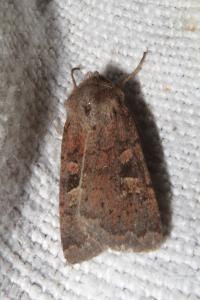 <i>Xestia xanthographa</i>