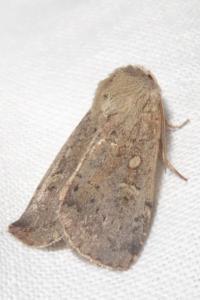 <i>Xestia xanthographa</i>