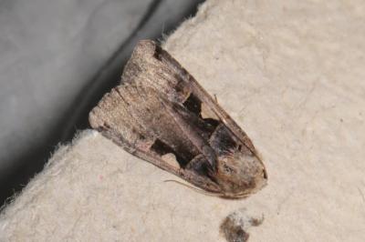 <i>Xestia c-nigrum</i>