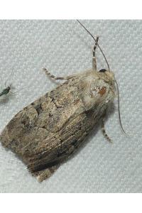 <i>Luperina testacea</i>