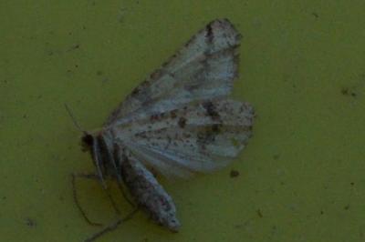 <i>Aspitates ochrearia</i>