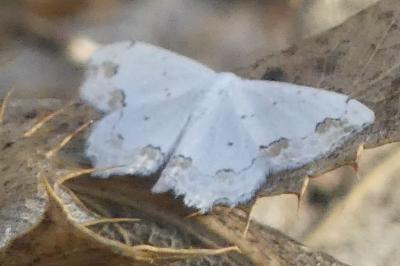 <i>Scopula ornata</i>