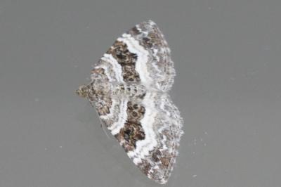 <i>Epirrhoe alternata</i>