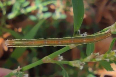 <i>Lythria purpuraria</i>