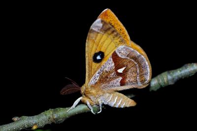 <i>Aglia tau</i>