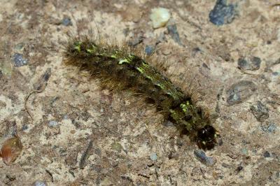 Katha depressa