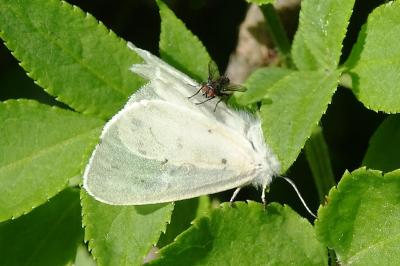 <i>Diaphora mendica</i>