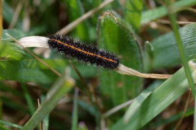 <i>Spiris striata</i>