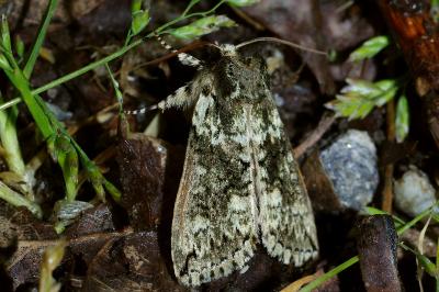 <i>Polyploca ridens</i>