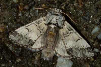 <i>Drymonia ruficornis</i>
