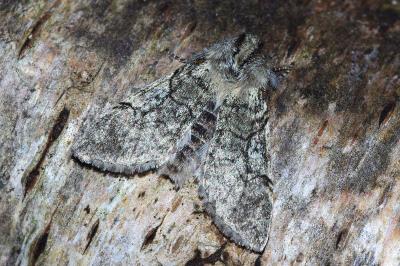 <i>Achlya flavicornis</i>
