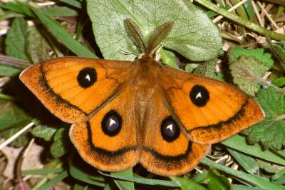 <i>Aglia tau</i>