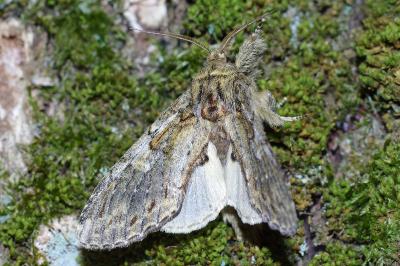 <i>Peridea anceps</i>