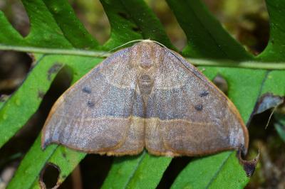 <i>Watsonalla uncinula</i>