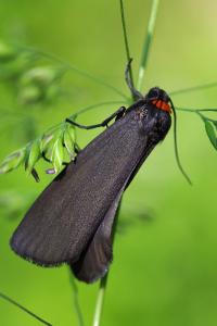 <i>Atolmis rubricollis</i>