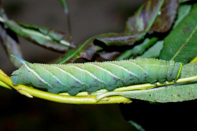<i>Smerinthus ocellatus</i>