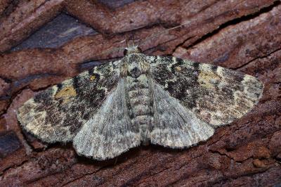 <i>Idia calvaria</i>