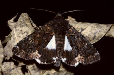 <i>Catephia alchymista</i>