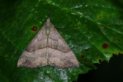 <i>Hypena proboscidalis</i>