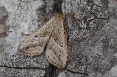 <i>Hypenodes humidalis</i>