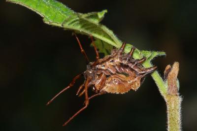 <i>Stauropus fagi</i>