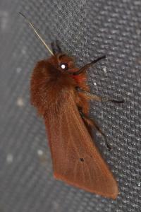<i>Phragmatobia fuliginosa</i>