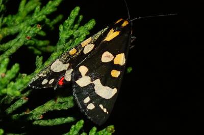 <i>Callimorpha dominula</i>