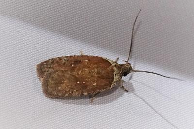 <i>Agonopterix cnicella</i>