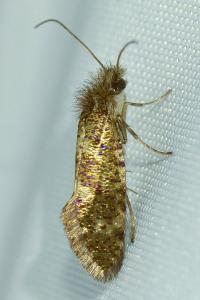 <i>Dyseriocrania subpurpurella</i>