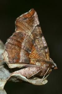 <i>Selenia dentaria</i>